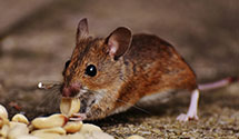 24 Hour & Emergency Exterminators in Holly Springs, MS